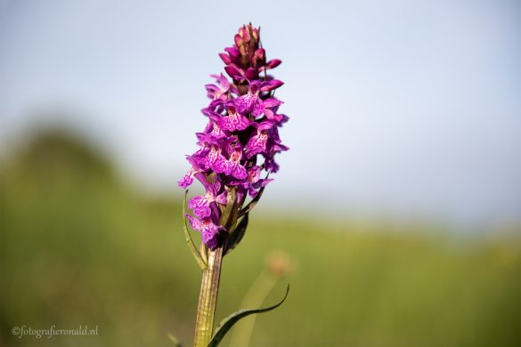 Orchidee Zwanenwater