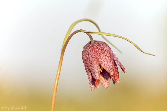 kievitsbloem-scherenwelle