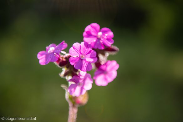 Laarzenpad Zalk Koekoeksbloem