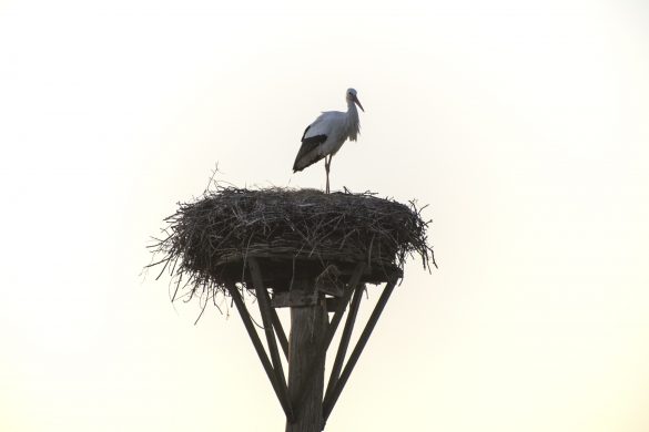 Laarzenpad_Zalk_04